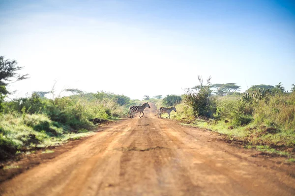 Зебры пересекают африканскую грязь, красную дорогу через саванну — стоковое фото