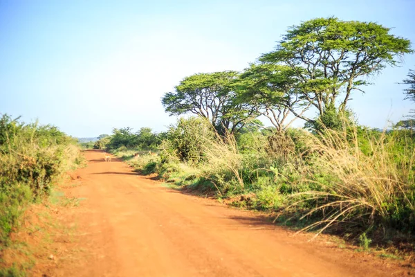 Impala antílope cruzando una tierra africana, camino rojo a través de savan —  Fotos de Stock