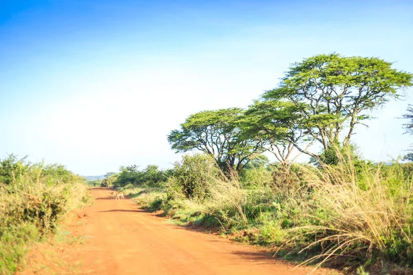 Impala antílope cruzando uma terra africana, estrada vermelha através savan — Fotografia de Stock