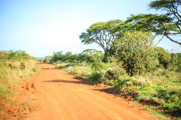 Impala antílope cruzando una tierra africana, camino rojo a través de savan —  Fotos de Stock