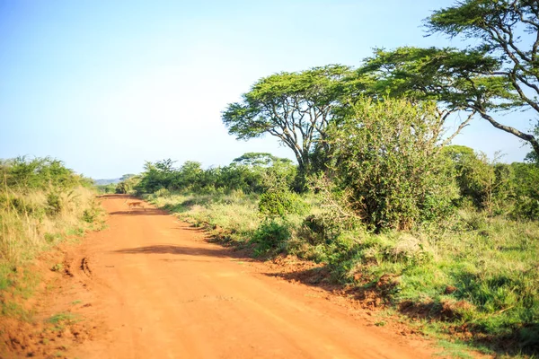 Антилопа Импала пересекает африканскую грязь, красную дорогу через саван — стоковое фото
