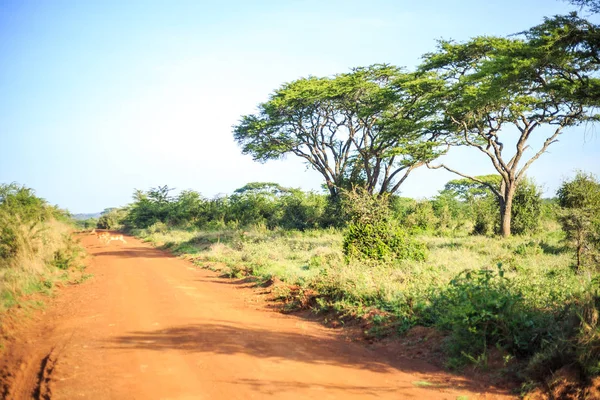 Impala antílope cruzando una tierra africana, camino rojo a través de savan —  Fotos de Stock