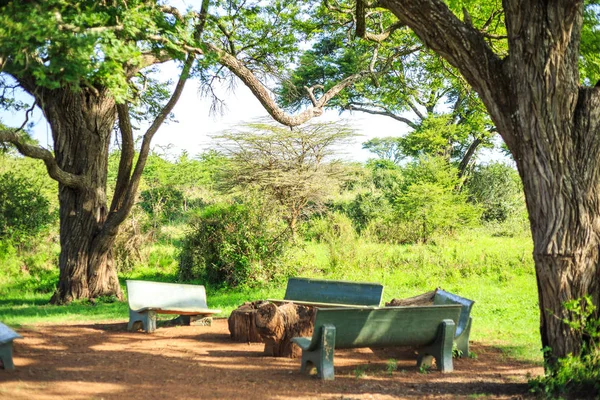 在一棵巨大的非洲树下吃饭和休息的地方 — 图库照片