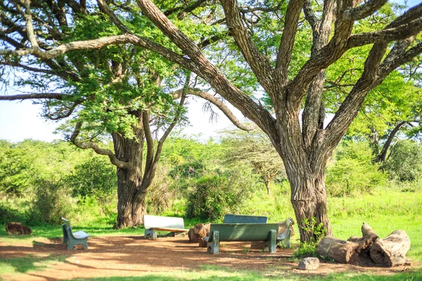 Comer e descansar sob uma enorme árvore africana — Fotografia de Stock