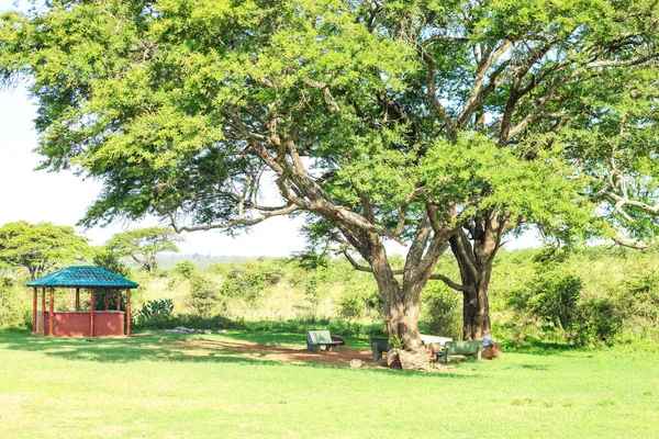 Comer y descansar bajo un enorme árbol africano — Foto de Stock