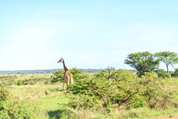 Jirafa en el Parque Nacional de Nairobi, Kenia —  Fotos de Stock