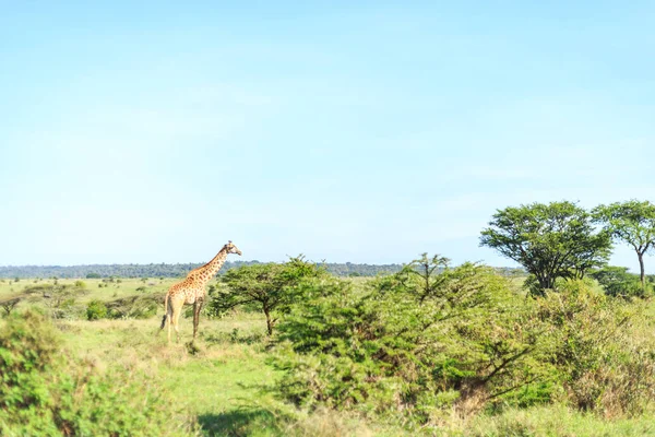 Girafa no Parque Nacional de Nairobi, Quênia — Fotografia de Stock