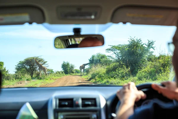 Conducir a través de la sabana y ver jirafas — Foto de Stock