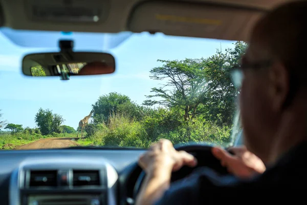 Guidare attraverso savana e guardare le giraffe — Foto Stock