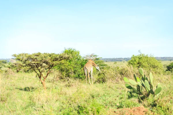 Familia de jirafas en el Parque Nacional de Nairobi, Kenia —  Fotos de Stock
