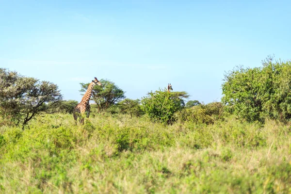 家庭的长颈鹿在肯尼亚内罗毕国家公园 — 图库照片