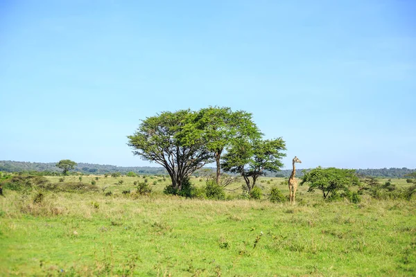 Семья жирафов в Найроби Национальный парк, Кения — стоковое фото