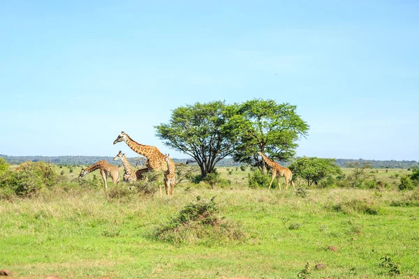 Familia de jirafas en el Parque Nacional de Nairobi, Kenia —  Fotos de Stock