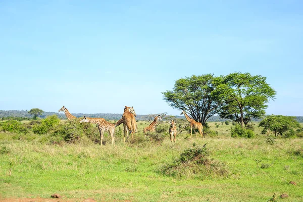 A zsiráfok a Nairobi Nemzeti Park, Kenya család — Stock Fotó