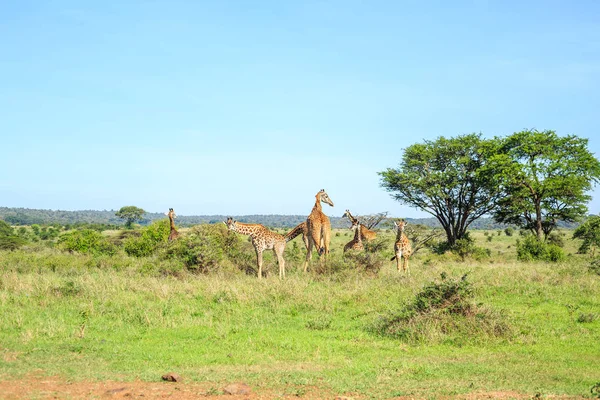 Семья жирафов в Найроби Национальный парк, Кения — стоковое фото