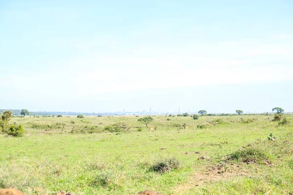 Paisaje de sabana con antílopes de impala pastando —  Fotos de Stock