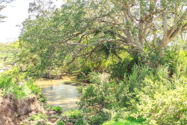 Саванна пейзаж с acacias — стоковое фото