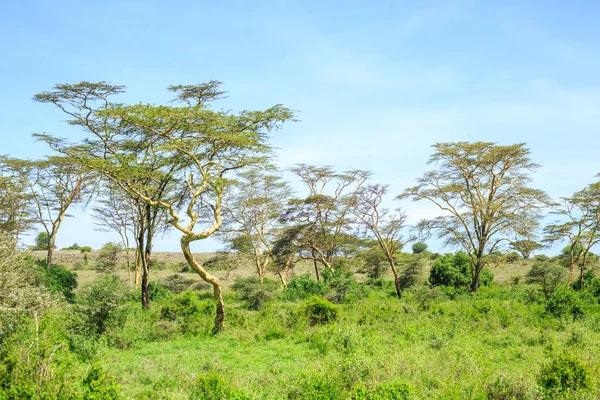 Саванна пейзаж с acacias — стоковое фото