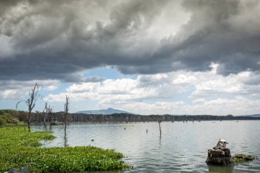 Güzel Naivasha Gölü, Kenya, Doğu Afrika
