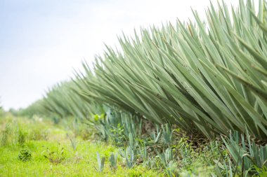 Büyük sisal plantasyon