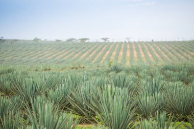 Büyük sisal plantasyon