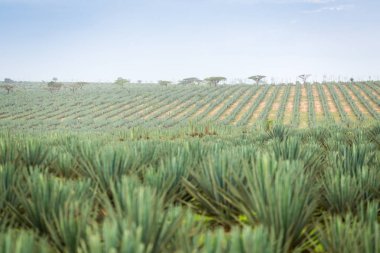 Büyük sisal plantasyon