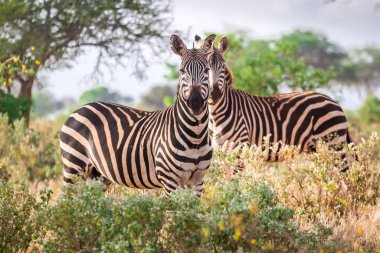 Savana, Kenya, Doğu Afrika vahşi zebralar