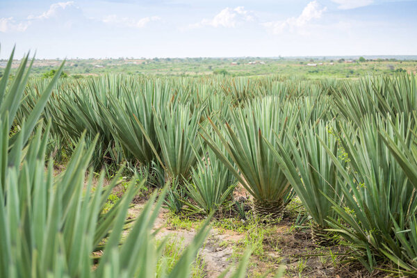 Big sisal plantation