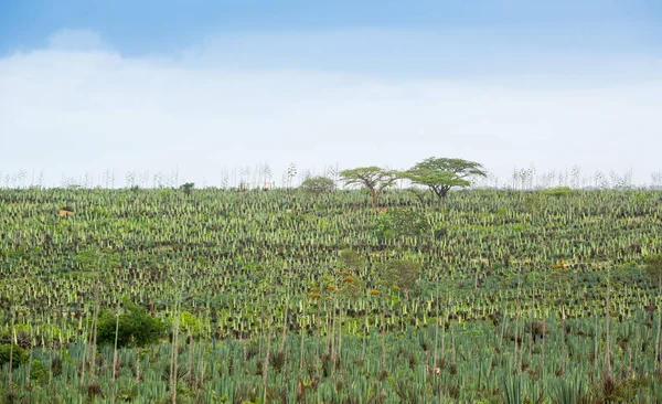 Grande plantation de sisal — Photo