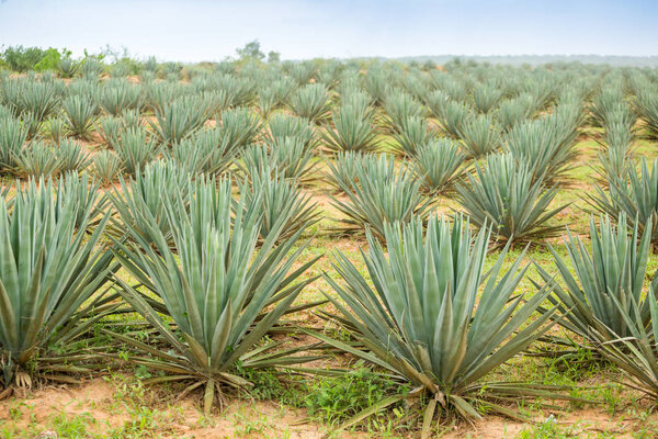 Big sisal plantation