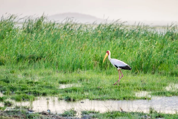 Yellow billed stork in Tsavo West National Park — Stock Photo, Image