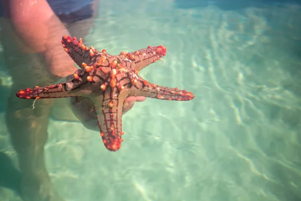 Hombre en el agua sosteniendo estrellas de mar rojas — Foto de Stock