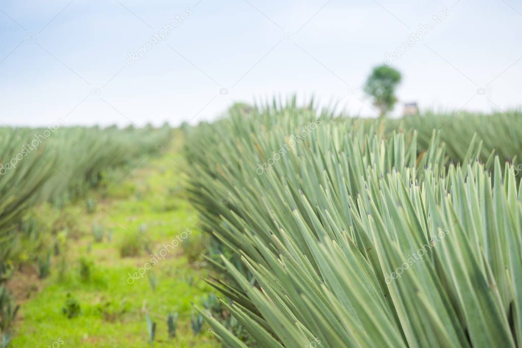 Big sisal plantation