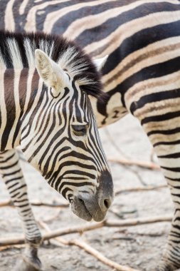 Çizgili zebra yakın çekim 