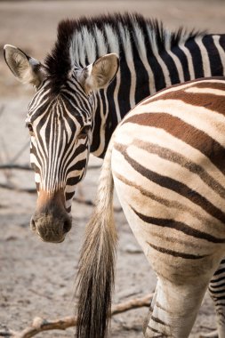 Çizgili zebra yakın çekim 