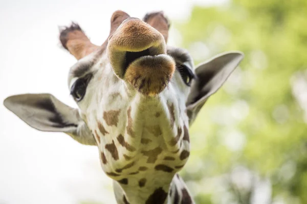 Крупним планом красивий жираф — стокове фото
