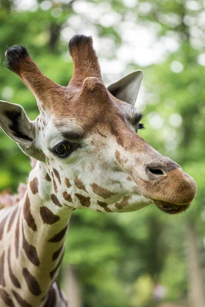 Närbild på vackra giraff — Stockfoto