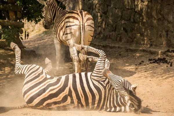Playful zebra in the dust — Stock Photo, Image