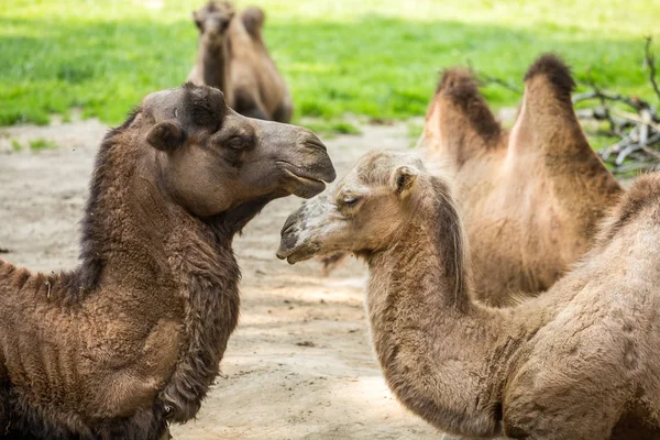 Δύο καμήλες που υπάγονται στην αγάπη — Φωτογραφία Αρχείου