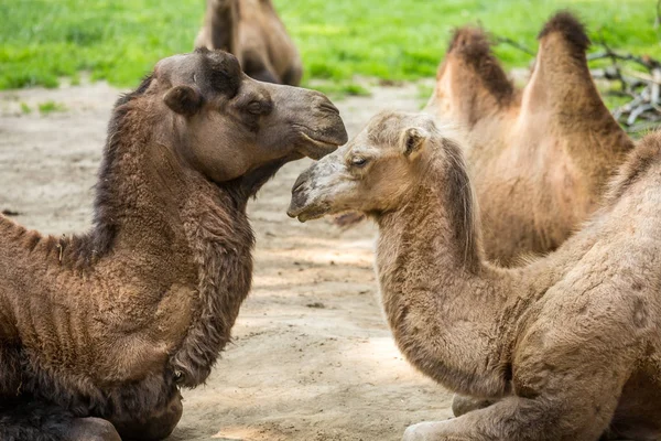 Dois camelos apaixonados — Fotografia de Stock