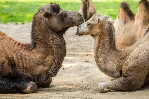 Dois camelos apaixonados — Fotografia de Stock