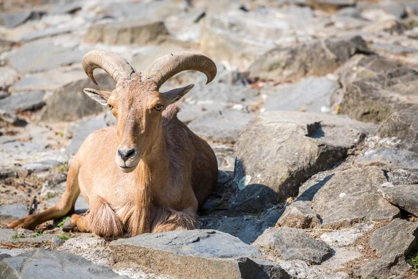 Гірський козел сидить на камені — стокове фото