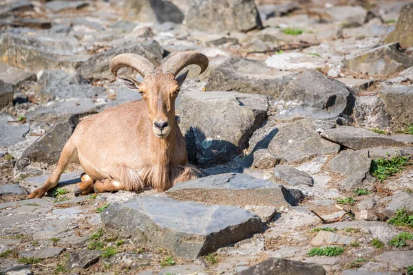 Гірський козел сидить на камені — стокове фото