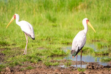Sarı gagalı leylek Tsavo Batı Milli Parkı'nda