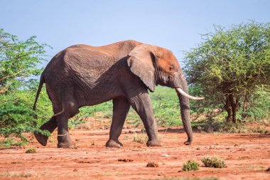 Akasya ağaçları, Kenya arasında fil