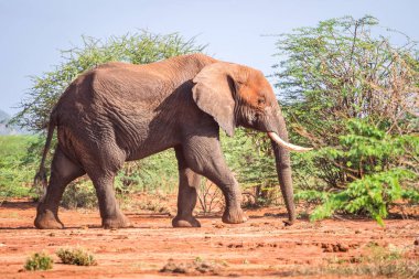 Akasya ağaçları, Kenya arasında fil