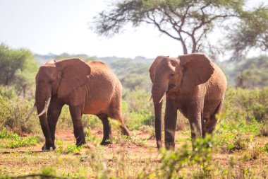 Filleri savana, Kenya