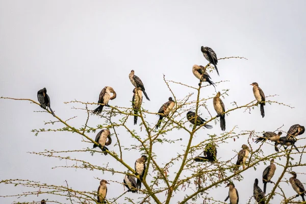 De nombreux oiseaux sur l'arbre au Kenya — Photo