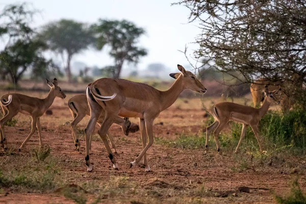 Impalas sulla savana — Foto Stock