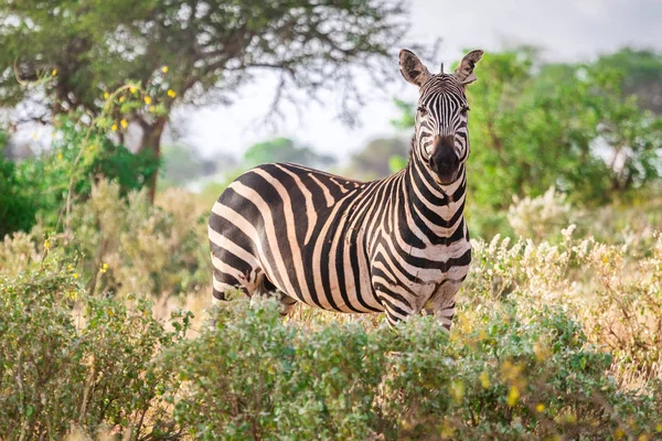 在稀树草原，肯尼亚，东非的斑马 — 图库照片